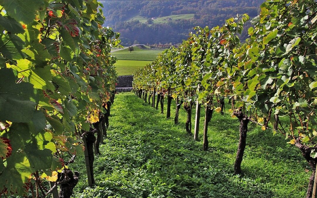 Cantine e degustazioni nell’Oltrepo Pavese