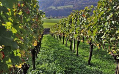 Cantine e degustazioni nell’Oltrepo Pavese
